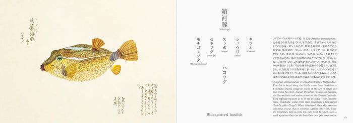 Fishes of Edo: A Guide to Classical Japanese Fishes (Kazuhiko Tajima)