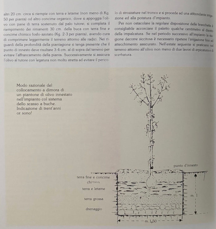(Italian - Olives) Ottorino Milesi. Olivi ed Olio in Terra Bresciana