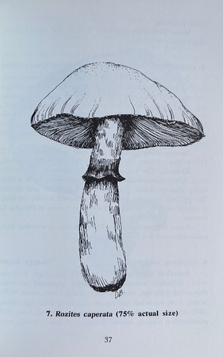 (Mushrooms) Karen & Richard Haard. Foraging for Edible Wild Mushrooms