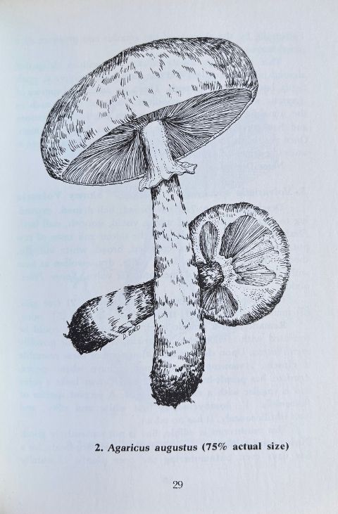 (Mushrooms) Karen & Richard Haard. Foraging for Edible Wild Mushrooms