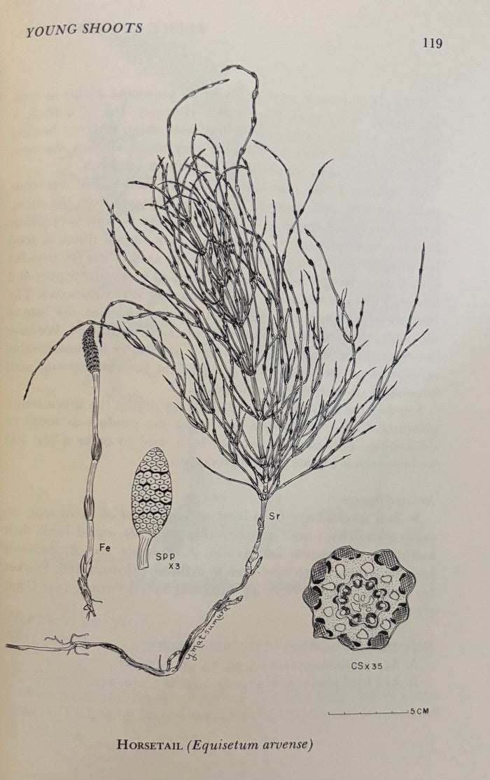 (*NEW ARRIVAL*) (Foraging) H.D. Harrington. Edible Native Plants of the Rocky Mountains