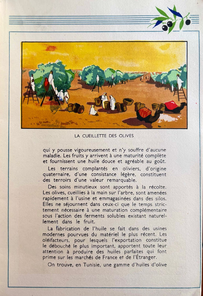 (*NEW ARRIVAL*) (Olive Oil) Office de l'Huile d'Olive de Tunisie. Les Huiles d'Olive de Tunisie