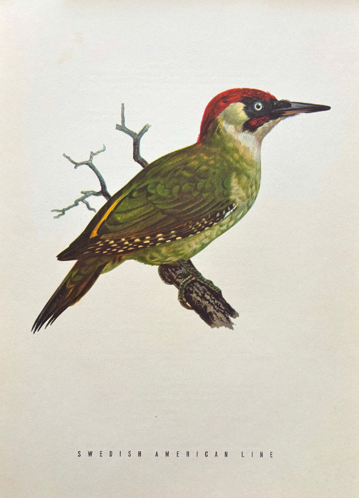 (*NEW ARRIVAL*) Swedish American Line. Green Woodpecker