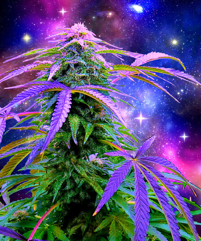Plush Queen Size Marijuana Blanket - Extremely Soft - Machine Washable - Weed Cosmos